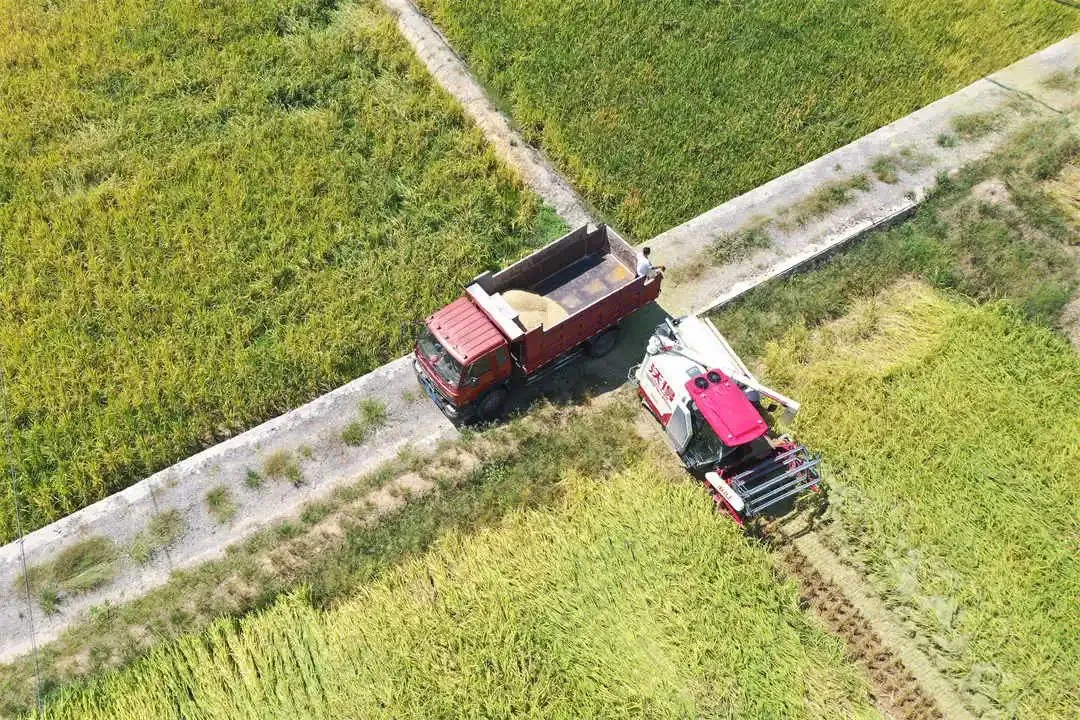 4-4 Уборка риса на базе по производству гибридных семян риса в деревне Лацяфань, город Дайоу, уезд Цэнгонг. Фото корреспондента Тан Пэна.
